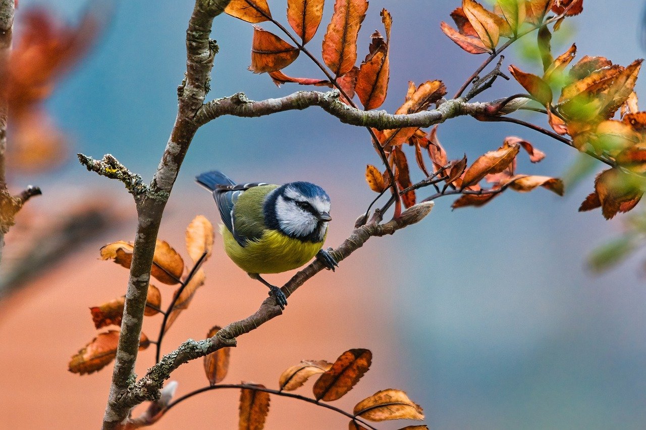 A colorful bird seen during Alabama Coastal Birding Trail