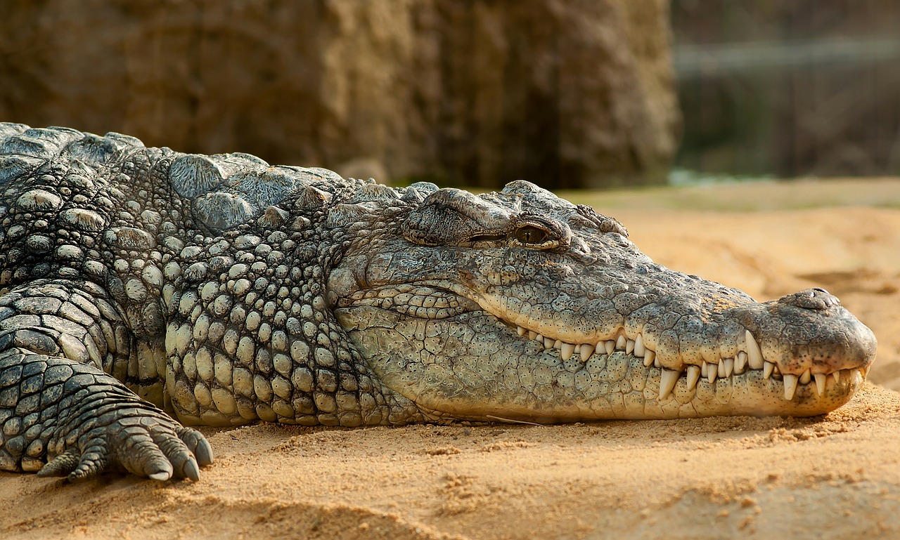 Crocodiles at the Gulf Coast Zoo