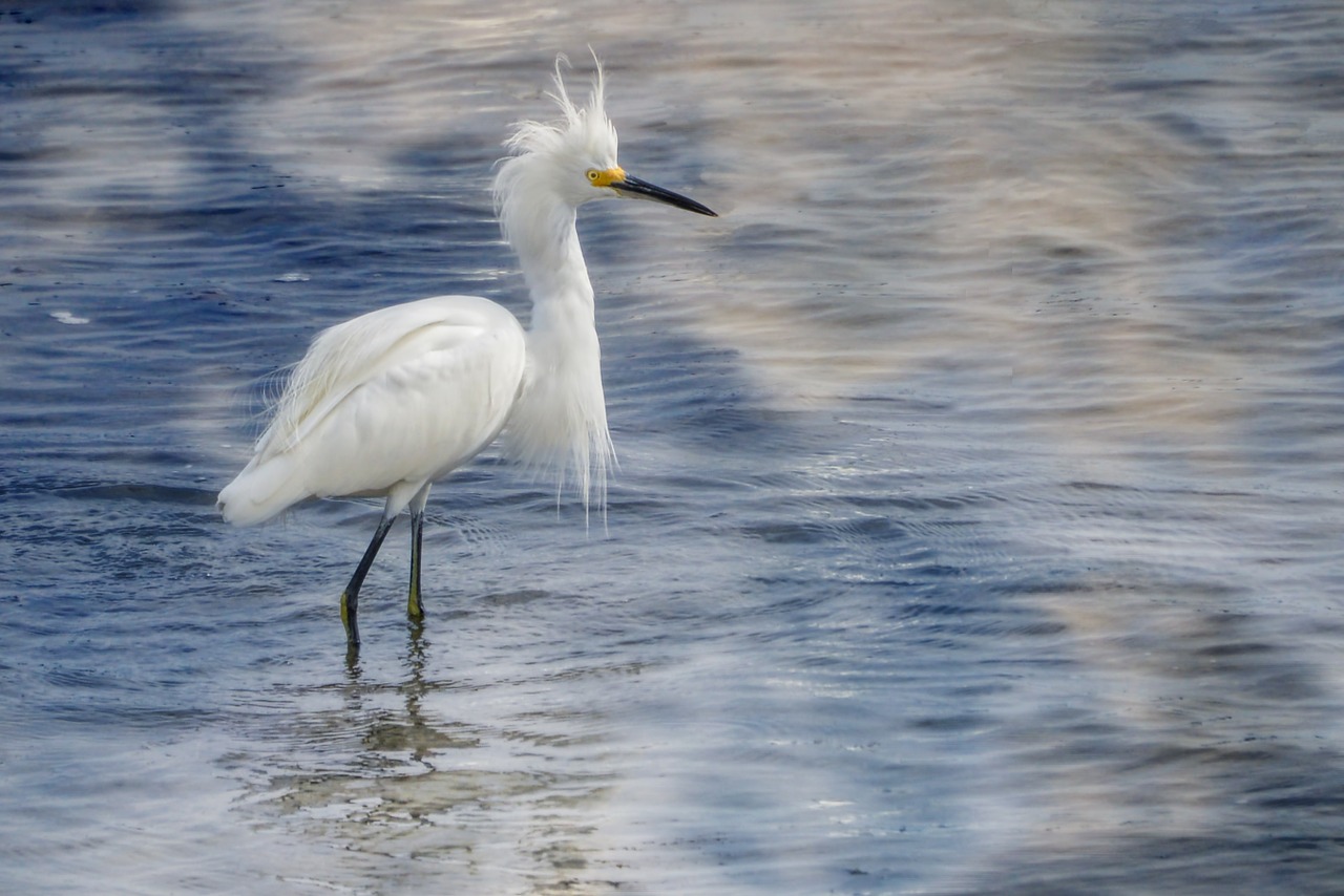 A snowbird seen while Gulf Shores Sightseeing