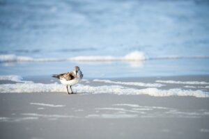 Sanderling Gulf Shores