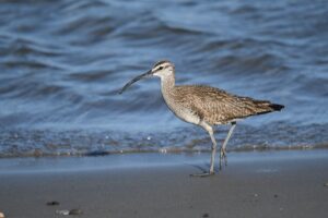 Long Billed Curlew