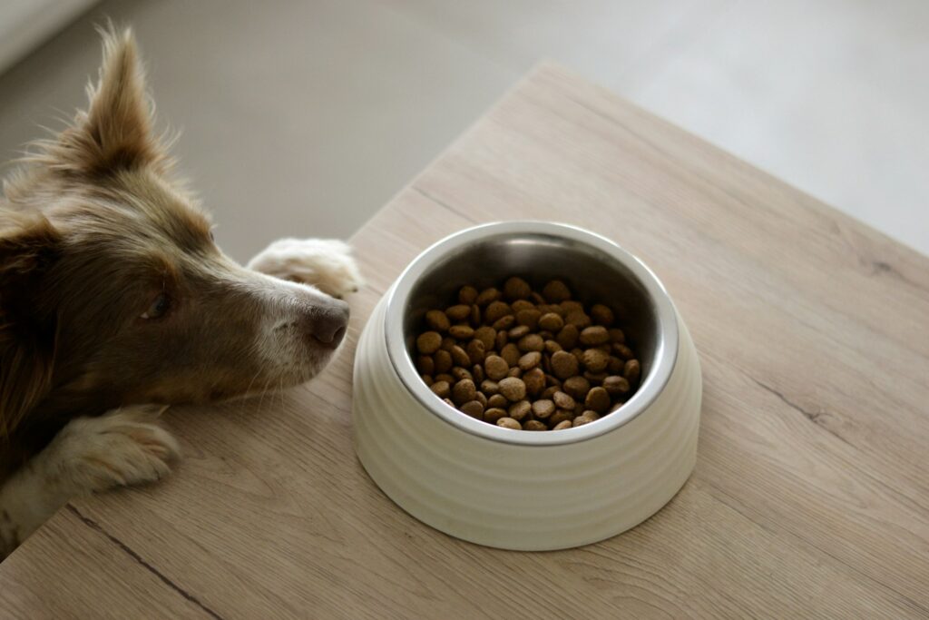 Dog food in a bowl