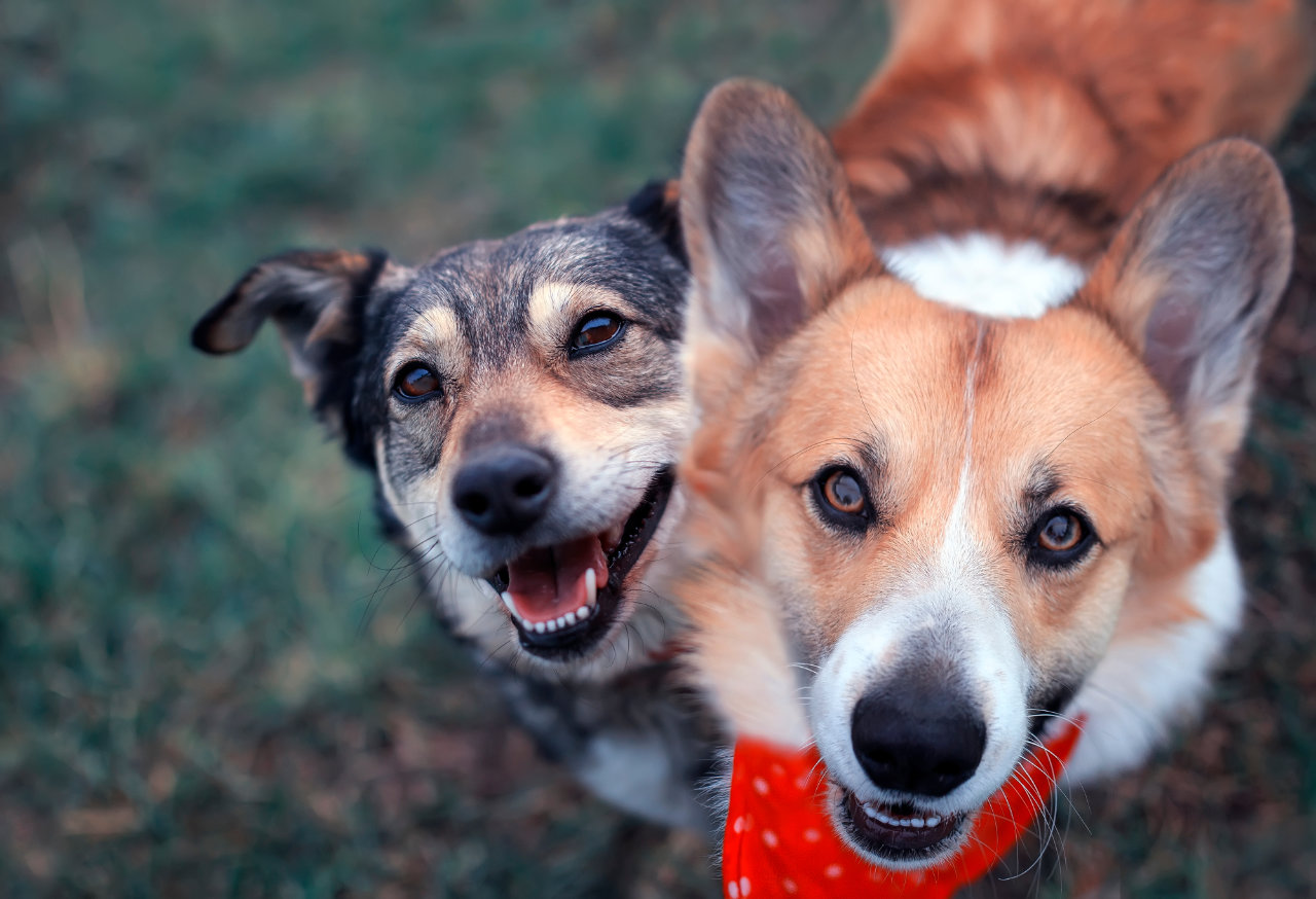 View our Fort Morgan pet-friendly rentals
