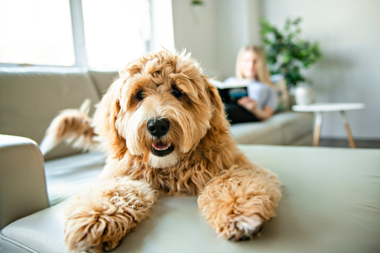 View our pet-friendly rentals in Orange Beach, AL