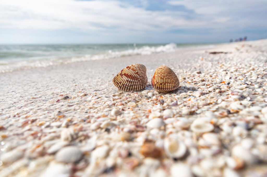 Experience shelling in Gulf Shores, Alabama