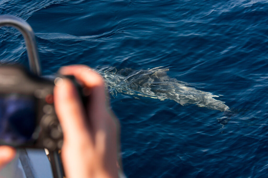 A person taking a picture of a dolphin