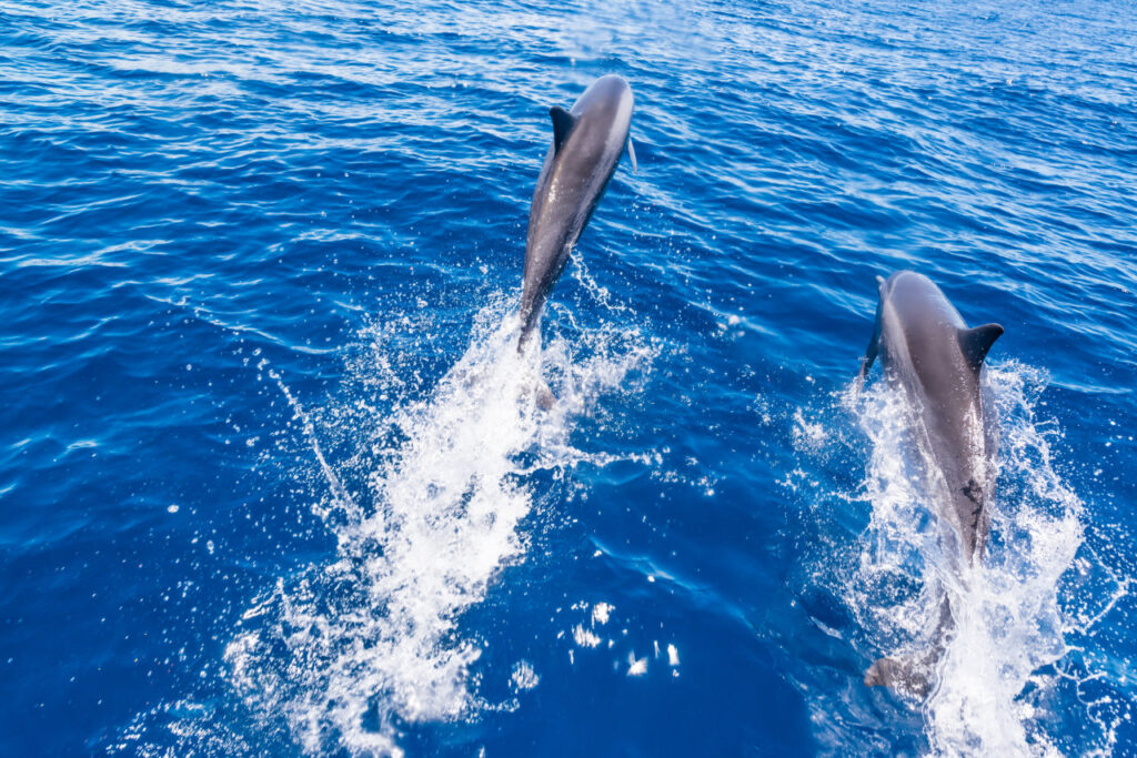 Two dolphins in the ocean